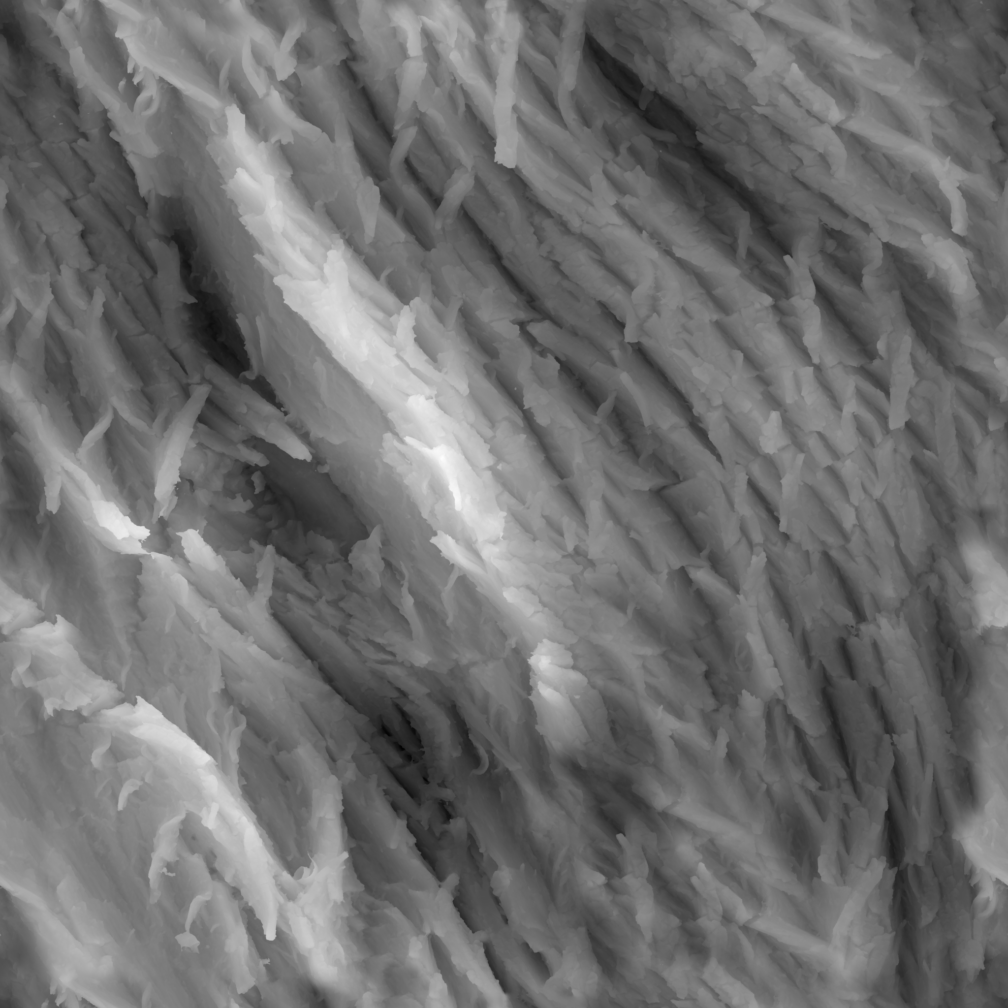 Bark Willow · displacement 2k — Texture